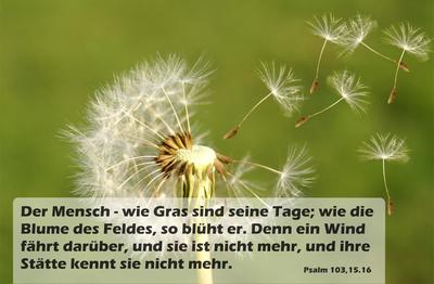 Spruchkärtchen 137 (Psalm 103,15)