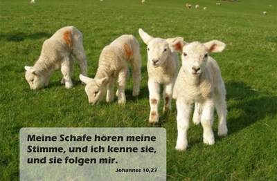 Spruchkärtchen 005 (Johannes 10,27)