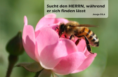 Spruchkärtchen 003 (Jesaja 55,6)